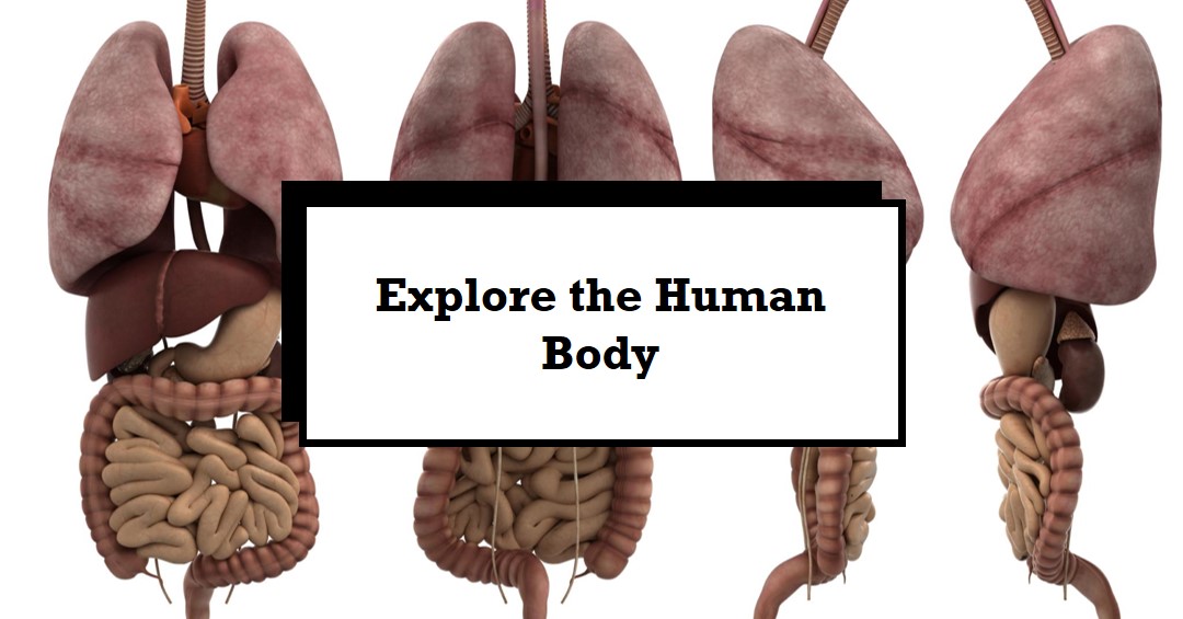 a 3 dimensional rendering of the organs inside the human body like the lungs liver stomach and intestines